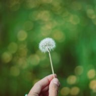 hand mit pusteblume